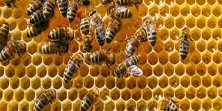 مشکلات زنبورداران کشور به بهانه روز جهانی زنبور
