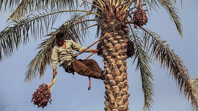 چرا سهم ایران از بازار جهانی خرما کاهش یافته است؟