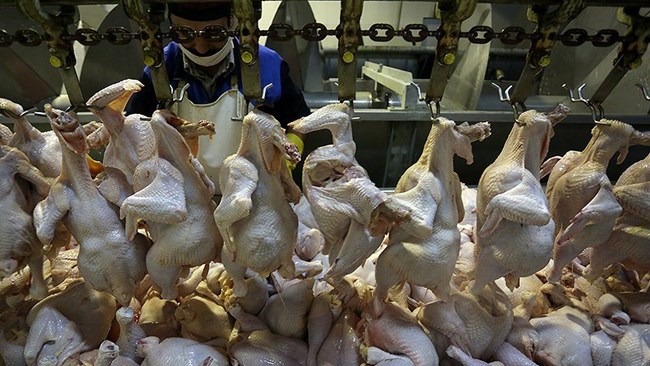 چگونه بازار مرغ ترکمنستان از دست رفت؟