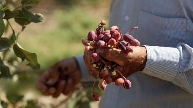 ظرفیت‌های صادرات پسته استان کرمان مورد توجه فائو قرار گرفت